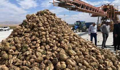 Malazgirt’te 2025-2026 Şeker Pancarı Alım Kampanyası