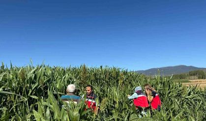 Simav'da Sorgum Sudan Otu Tarlalarında Hasat Kontrolü