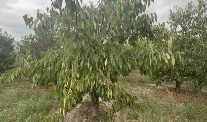 Kiraz ürün vermedi, 5 milyon dolarlık kayıp yaşandı