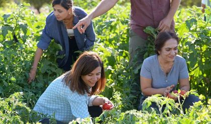 Yerel tohumlu bostanda hasat başladı