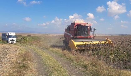 Bandırma'da Ayçiçeği Hasadı Tamamlandı: Yüksek Verim
