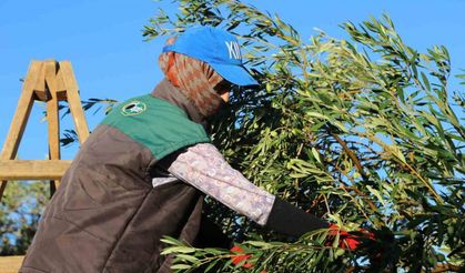 Ayvalık’ta Geleneksel Dualı Zeytin Hasadı Başladı