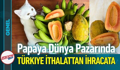 Türkiye Papaya'da İthalattan İhracatçı Konumuna Yükseldi
