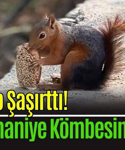 Sincabın bayram kömbesi yemesi gülümsetti
