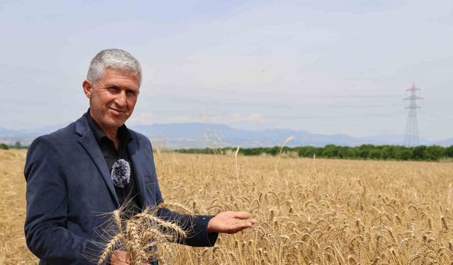 Adana'da, Buğday rekoltesi çiftçilerin yüzünü güldürdü
