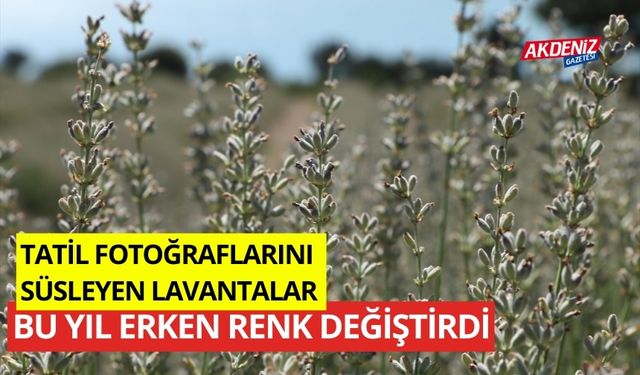 Tatil fotoğraflarını süsleyen lavantalar, bu yıl sıcaktan erken renk değiştirdi