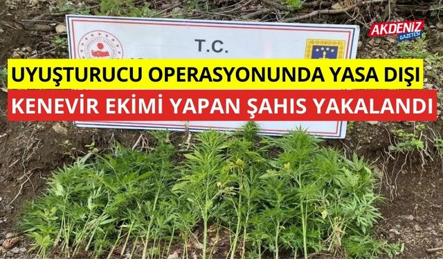 Uyuşturucu operasyonu'nda yasa dışı keneveri ekimi yapan şahıs yakalandı