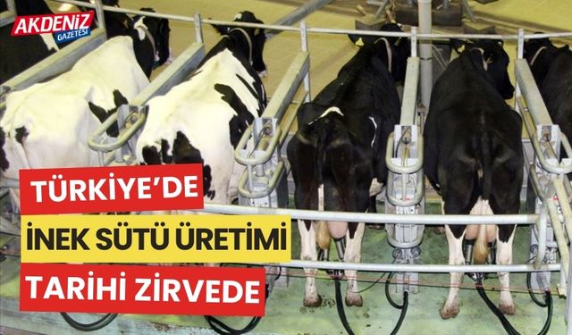 Türkiye'de inek sütü üretimi tarihi zirvede