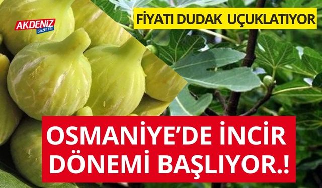 OSMANİYE'DE İNCİR DÖNEMİ BAŞLIYOR