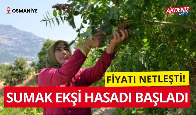 OSMANİYE'DE SUMAK EKŞİ HASADI BAŞLADI