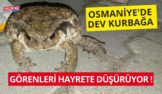 OSMANİYE'DE DEV KURBAĞA: GÖRENLERİ HAYRETE DÜŞÜRÜYOR!