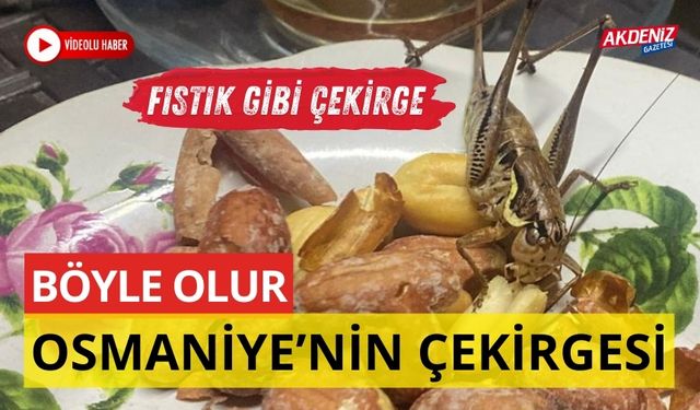 BÖYLE OLUR OSMANİYE’NİN ÇEKİRGESİ