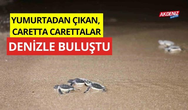 Yumurtadan çıkan, Caretta carettalar denizle buluşuyor