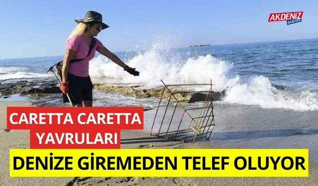 Caretta Caretta'lar denize ulaşamadan telef oluyor