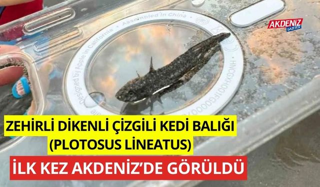 Zehirli dikenli çizgili kedi balığı (Plotosus lineatus), Adana’da görüldü