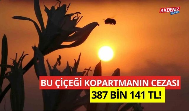 Çiçeği kopartmanın cezası 387 bin 141 TL