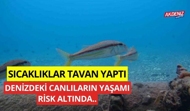 Sıcaklıklar tavan yaptı, denizlerdeki canlılar risk altında