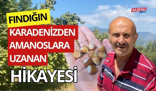 FINDIĞIN KARADENİZDEN AMANOSLARA UZANAN HİKÂYESİ (VİDEO)