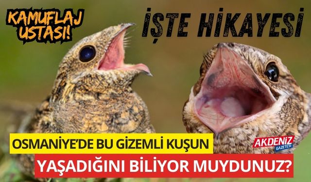 OSMANİYE’DE BU İLGİNÇ KUŞUN YAŞADIĞINI BİLİYOR MUYDUNUZ?