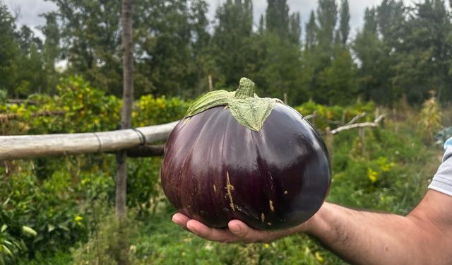 Hobi olarak yetiştirdiği bahçede 2 kilo 200 gramlık patlıcan yetişti