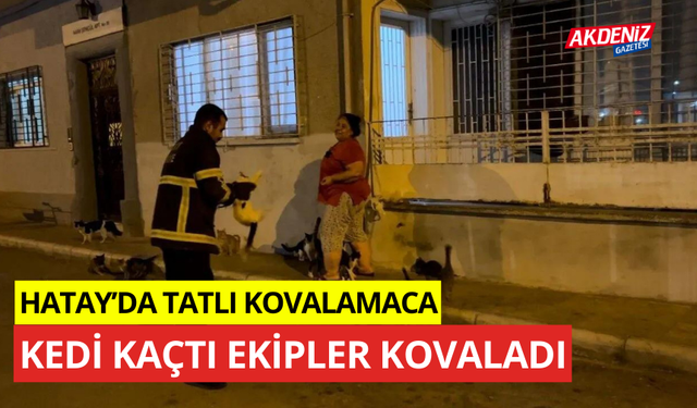 Hatay'da tatlı kovalamaca, kedi kaçtı ekipler kovaladı