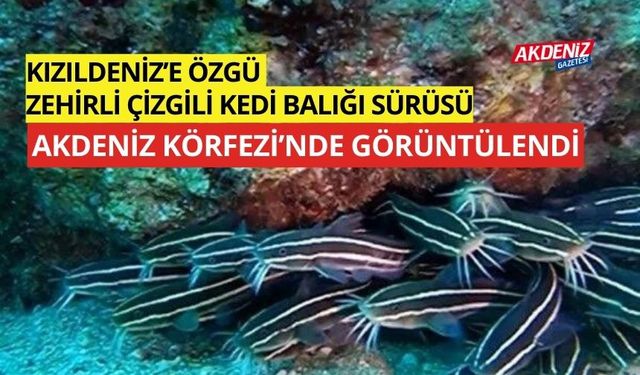 Kızıldeniz’e özgü Zehirli çizgili kedi balığı sürüsü Akdeniz Körfezi'nde görüldü