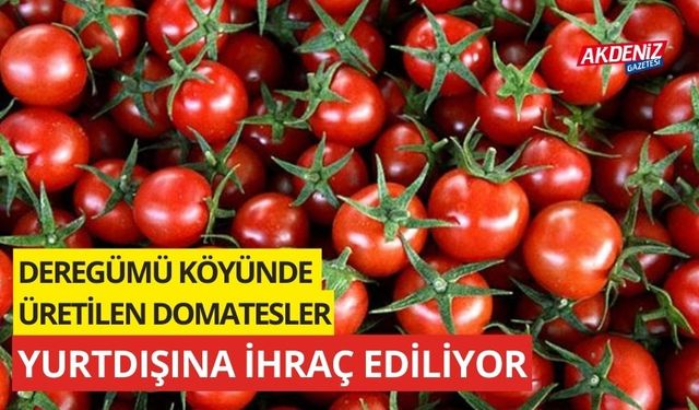 Deregümü köyünde üretilen domatesler yurtdışına ihraç ediliyor