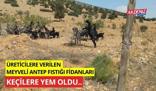 Üreticilere verilen Meyveli Antep fıstığı fidanları keçilere yem oldu