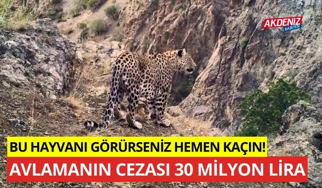 Bu hayvanla karşılaşırsanız hemen kaçın! Avlamanın cezası 30 Milyon lira