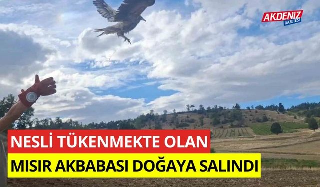 Nesli tükenmekte olan mısır akbabası doğaya salındı