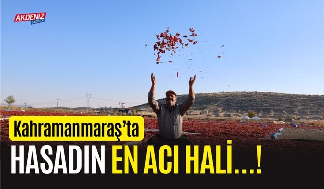 Kahramanmaraş'ta hasadın en acı hali...