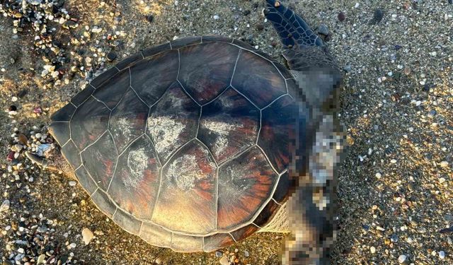 Caretta caretta'ların gizemli ölümüne hayvan severlerden tepki