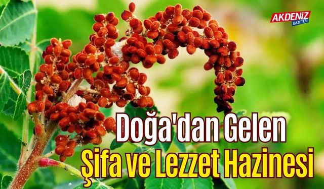 Doğa'dan Gelen Şifa ve Lezzet Hazinesi