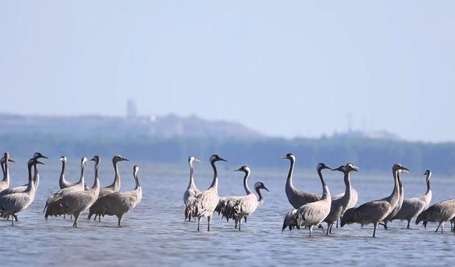 Göç eden turnaların durağı Adana oldu