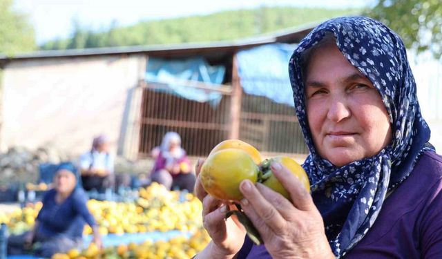 Trabzon hurmasının hasadı başladı: Bakın fiyatı ne kadarmış...