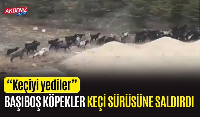 Başıboş köpekler keçi sürüsüne saldırdı