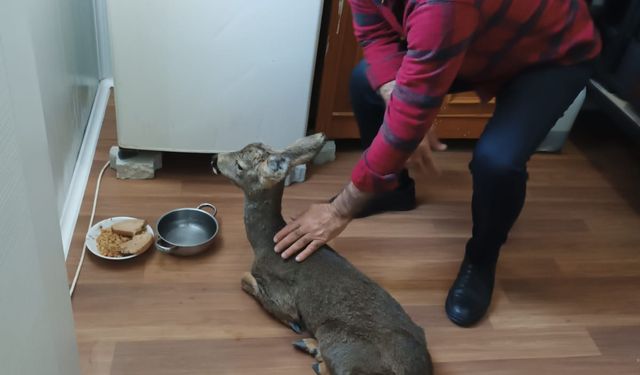 Konteyner kent çevresinde bulunan yavru karaca beslenip doğaya salındı