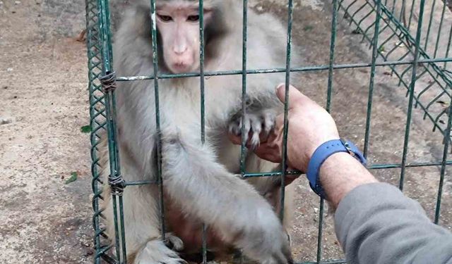 Maymun besleyenlere cezai işlem uygulandı