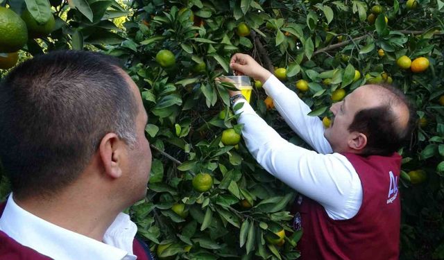 Narenciyede Biyolojik Mücadele Sonuç Verdi: Akdeniz Meyve Sineği Yüzde 90 Azaldı