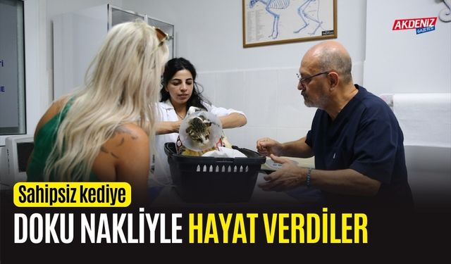 Sahipsiz kediye doku nakliyle hayat verdiler