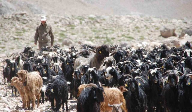 Yörükler yaylalardan dönmeye başladı