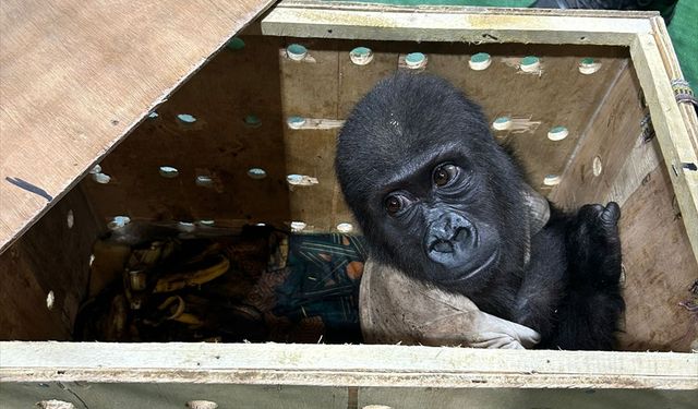 Havalimanı'nda "goril yavrusu" yakalandı