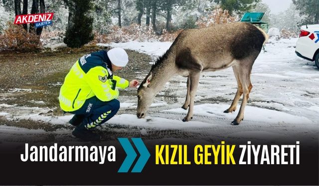 Jandarmaya kızıl geyik ziyareti