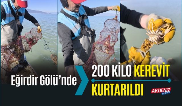 Eğirdir Gölü’nde 200 kilo kerevit kurtarıldı