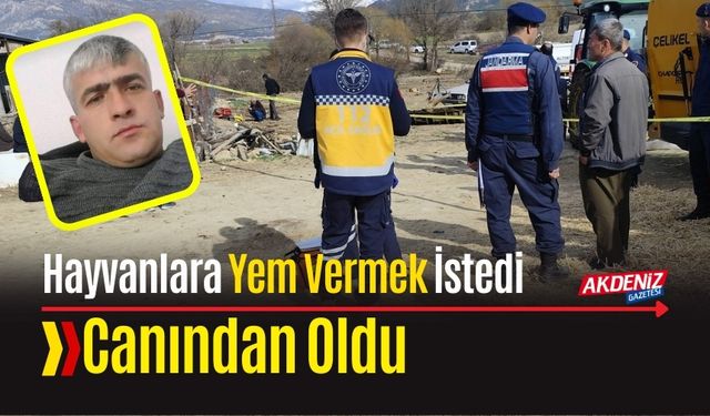 Hayvanlara Yem Vermek İstedi: Canından Oldu