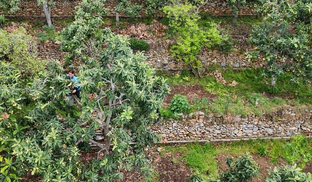 Alanya’da muşmula hasadı başladı