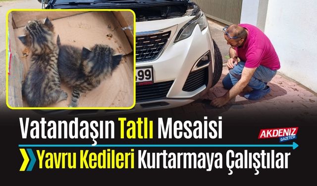 Vatandaşın Tatlı Mesaisi:  Yavru Kedileri Kurtarmaya Çalıştılar