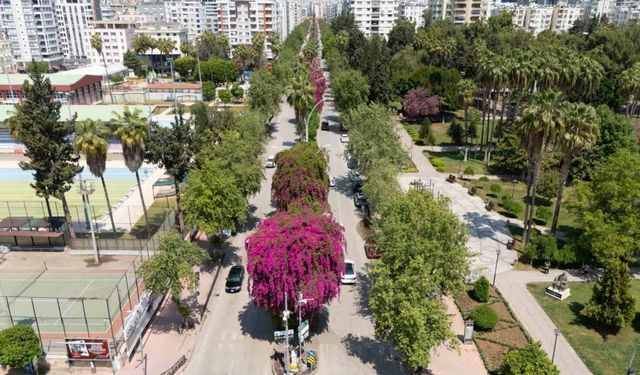 Begonvillerle Büyülenen Vatandaşlar: "Kendimi Yeniden Doğmuş Gibi Hissediyorum"