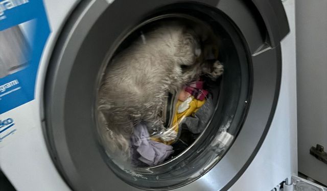 Çamaşır Makinesinde Mahsur Kalan Kedi Kurtarıldı