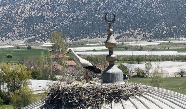 Her yıl aynı caminin kubbesine yuva yapan leylek cemaatin ilgi odağı oldu